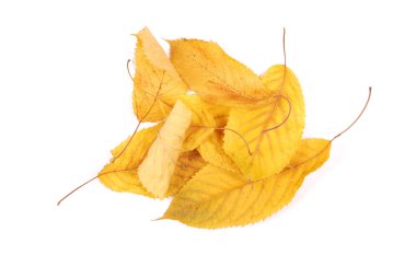 Koleksiyon grubu güzel renkli sonbahar kiraz yaprakları beyaz arkaplanda izole