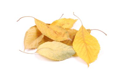 Koleksiyon grubu güzel renkli sonbahar kiraz yaprakları beyaz arkaplanda izole