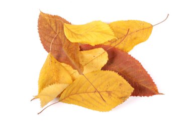 Koleksiyon grubu güzel renkli sonbahar kiraz yaprakları beyaz arkaplanda izole