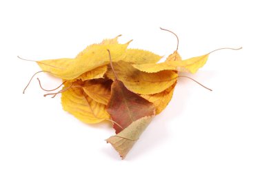 Koleksiyon grubu güzel renkli sonbahar kiraz yaprakları beyaz arkaplanda izole