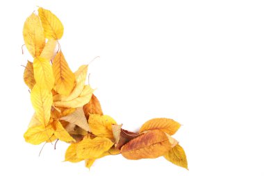 Koleksiyon grup izole üzerinde beyaz arka plan kiraz yaprakları güzel renkli sonbahar. Metin için sağ tarafta kullanılabilir alan