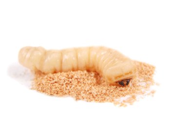 Larva kabukları böcek (Scolytinae). Beyaz arka plan üzerinde izole kabuk larva bacaksız böcekleri.