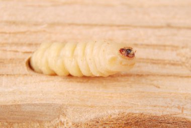Larva kabukları böcek (Scolytinae). Kabuk böcekleri onun yuva ahşap arka plan üzerinde bacaksız larva.