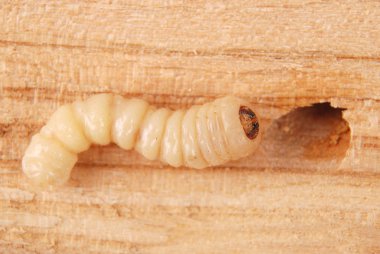Larva kabukları böcek (Scolytinae). Kabuk böcekleri ahşap arka plan üzerinde bacaksız larva.