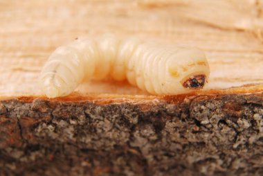 Larva kabukları böcek (Scolytinae). Kabuk böcekleri ahşap arka plan üzerinde bacaksız larva.