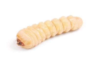 Larva kabukları böcek (Scolytinae). Beyaz arka plan üzerinde izole kabuk larva bacaksız böcekleri.
