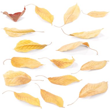 Koleksiyon grubu güzel renkli sonbahar kiraz yaprakları beyaz arkaplanda izole