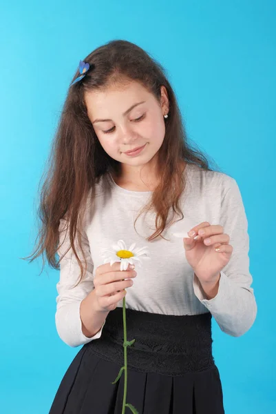 小女孩猜测菊花花 年轻的女孩流泪的菊花花瓣 在演播室的蓝色背景被隔绝了 — 图库照片