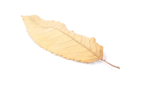 Kollektion Schöne Bunte Herbstkirsche Blätter Isoliert Auf Weißem Hintergrund — Stockfoto