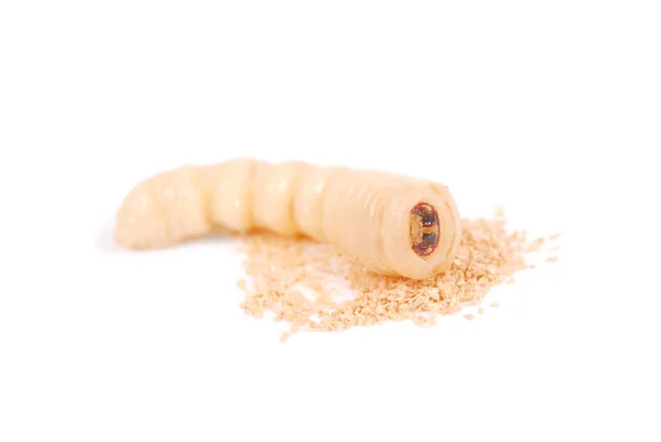 Besouro Larva Scolytinae Larva Besouros Casca Sem Pernas Isolado Fundo — Fotografia de Stock