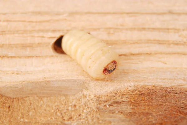 Scarabeo Della Corteccia Larva Scolytinae Larva Scarabei Corteccia Senza Gambe — Foto Stock