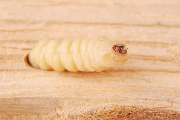 Larv Bark Beetle Scolytinae Larva Barkborrar Benlösa Sin Håla Trä — Stockfoto