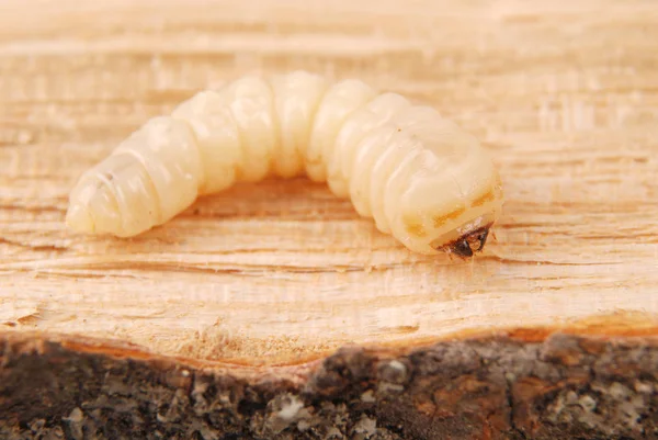 幼虫树皮甲虫 Scolytinae 木质背景下树皮甲虫无腿的幼虫 — 图库照片