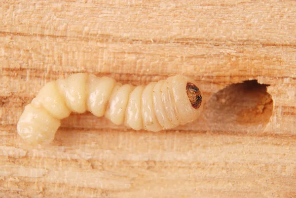 Larva Kabukları Böcek Scolytinae Kabuk Böcekleri Ahşap Arka Plan Üzerinde — Stok fotoğraf