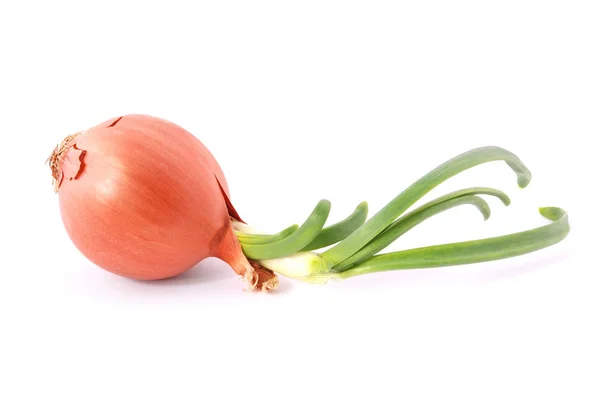 One Onion Sprout Isolated White — Stock Photo, Image