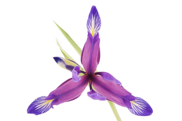 Iris Flower Isolated White Beautiful Spring Plant — Stock Photo, Image