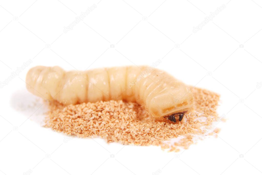 Larva bark beetle (Scolytinae). Larva of Bark beetles legless isolated on white background.