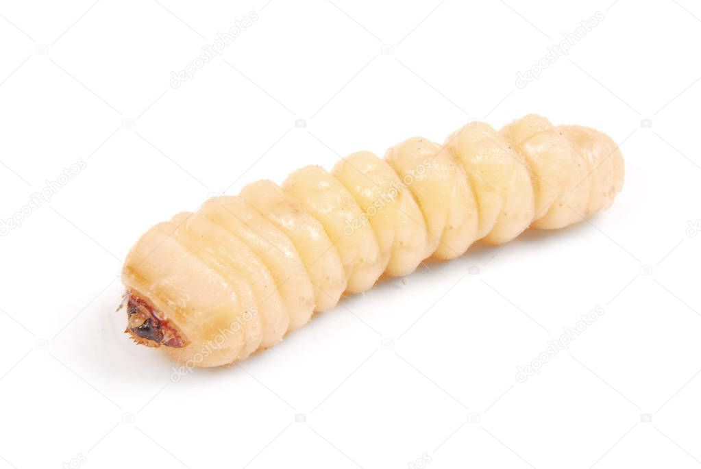 Larva bark beetle (Scolytinae). Larva of Bark beetles legless isolated on white background.