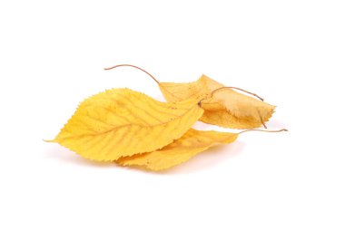 Koleksiyon grubu güzel renkli sonbahar kiraz yaprakları beyaz arkaplanda izole