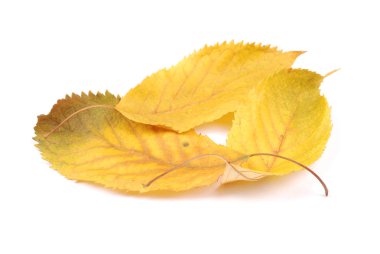 Koleksiyon grubu güzel renkli sonbahar kiraz yaprakları beyaz arkaplanda izole