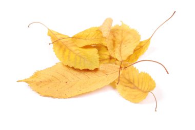 Koleksiyon grubu güzel renkli sonbahar kiraz yaprakları beyaz arkaplanda izole