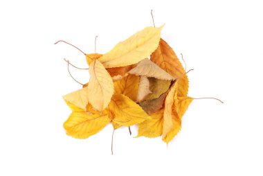 Koleksiyon grubu güzel renkli sonbahar kiraz yaprakları beyaz arkaplanda izole