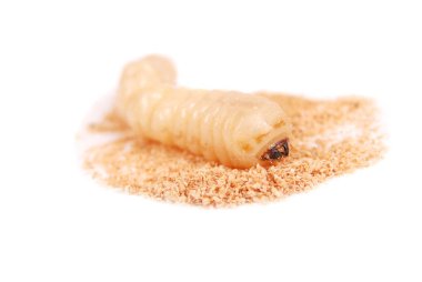 Larva kabukları böcek (Scolytinae). Beyaz arka plan üzerinde izole kabuk larva bacaksız böcekleri.