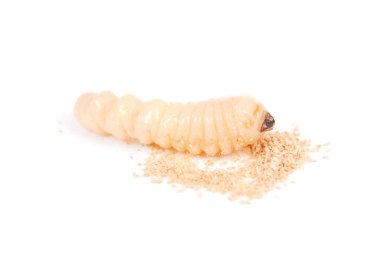 Larva kabukları böcek (Scolytinae). Beyaz arka plan üzerinde izole kabuk larva bacaksız böcekleri.