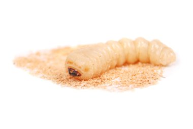 Larva kabukları böcek (Scolytinae). Beyaz arka plan üzerinde izole kabuk larva bacaksız böcekleri.