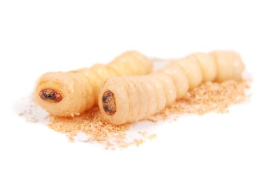 Larva kabukları böcek (Scolytinae). Beyaz arka plan üzerinde izole kabuk larva bacaksız böcekleri.