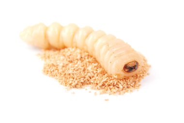Larva kabukları böcek (Scolytinae). Beyaz arka plan üzerinde izole kabuk larva bacaksız böcekleri.