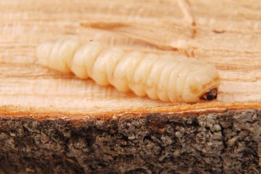 Larva kabukları böcek (Scolytinae). Kabuk böcekleri ahşap arka plan üzerinde bacaksız larva.