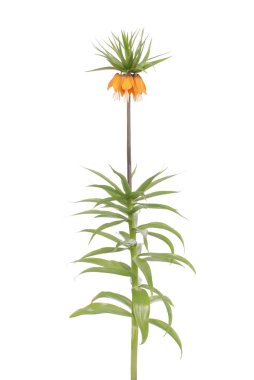 Stüdyo Royal Crown çiçekler. Beyaz arka plan üzerinde izole Kaiser'ın taç (Fritillaria imperialis)