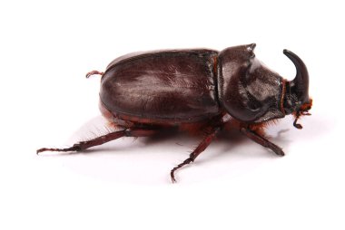 Beyaz arka plan üzerinde izole Closeup çekim erkek gergedan böceği (Oryctes nasicornis)