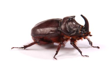 Beyaz arka plan üzerinde izole Closeup çekim erkek gergedan böceği (Oryctes nasicornis)