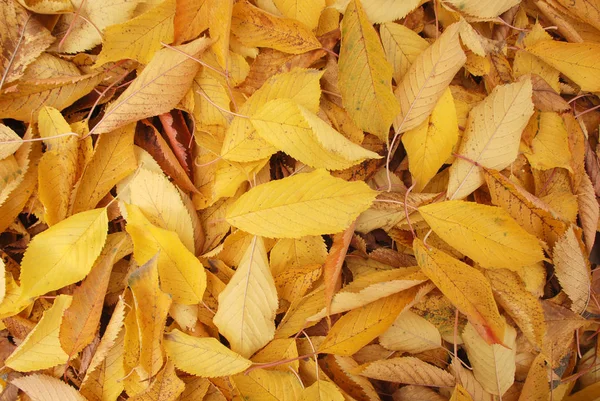 Hermoso Fondo Colorido Con Hojas Cereza Otoño — Foto de Stock