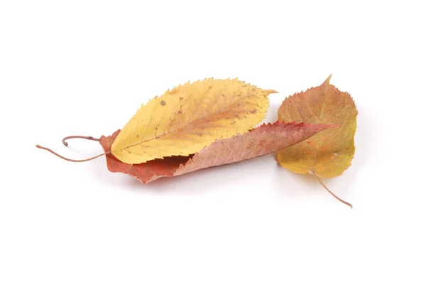 Kollektionsgruppe Schöne Bunte Herbstkirsche Blätter Isoliert Auf Weißem Hintergrund — Stockfoto