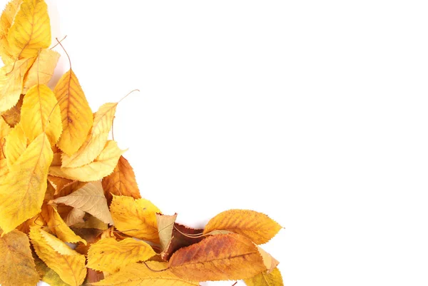 Colección Grupo Hermoso Colorido Otoño Hojas Cereza Aisladas Sobre Fondo — Foto de Stock