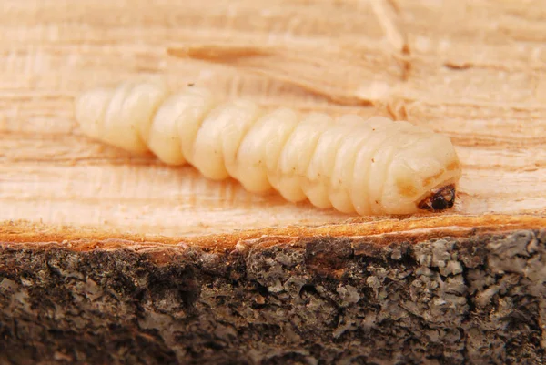 幼虫树皮甲虫 Scolytinae 木质背景下树皮甲虫无腿的幼虫 — 图库照片