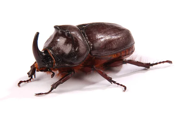 Gros Plan Rhinocéros Mâle Oryctes Nasicornis Isolé Sur Fond Blanc — Photo