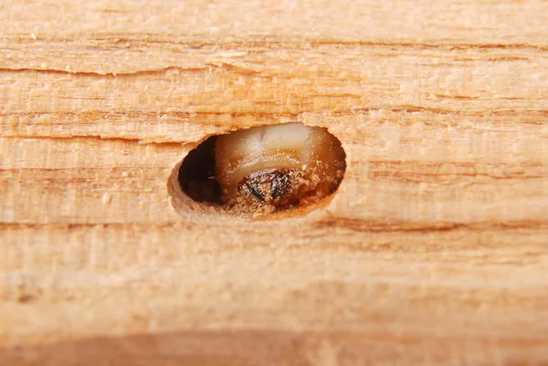 Larva bark beetle (Scolytinae). Larva of Bark beetles legless in his burrow on wood background. — Stock Image Larva Bark Beetle Scolytinae Larva Bark Beetles Legless His Burrow Royalty Free Stock Photos