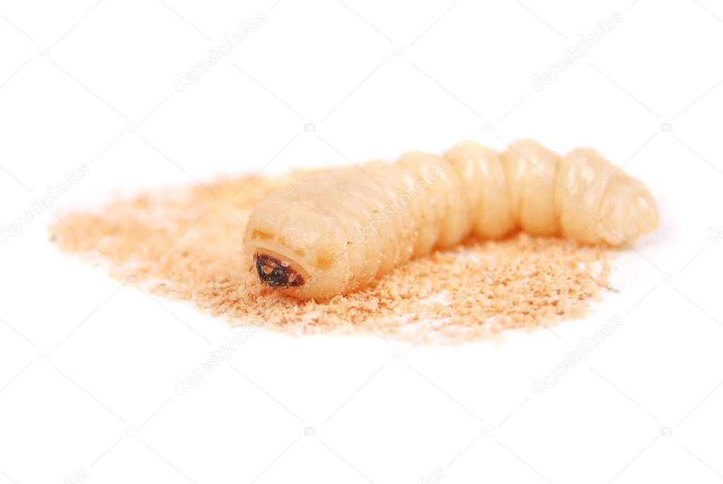 Larva bark beetle (Scolytinae). Larva of Bark beetles legless isolated on white background.