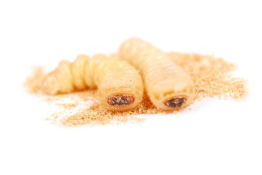 Larva kabukları böcek (Scolytinae). Beyaz arka plan üzerinde izole kabuk larva bacaksız böcekleri.