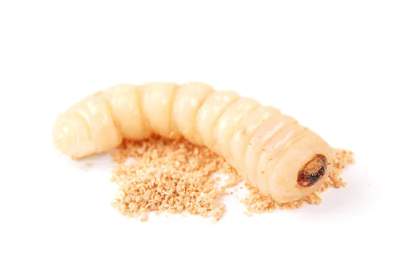 Larva Kůrovec Scolytinae Larvy Brouků Beznohé Izolovaných Bílém Pozadí — Stock fotografie