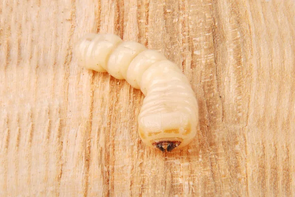 幼虫の吠え声のカブトムシ 木材の背景にフラフラになった樹皮甲虫の幼虫 — ストック写真