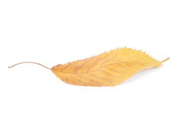 Koleksiyon güzel beyaz arka plan üzerinde renkli sonbahar kiraz yaprakları izole