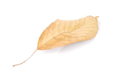 Koleksiyon güzel beyaz arka plan üzerinde renkli sonbahar kiraz yaprakları izole