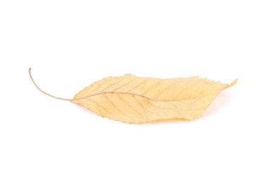 Koleksiyon güzel beyaz arka plan üzerinde renkli sonbahar kiraz yaprakları izole