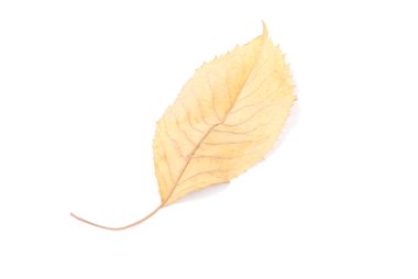 Koleksiyon güzel beyaz arka plan üzerinde renkli sonbahar kiraz yaprakları izole