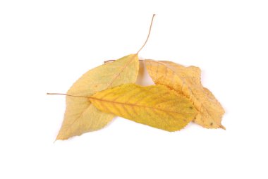 Koleksiyon grubu güzel renkli sonbahar kiraz yaprakları beyaz arkaplanda izole